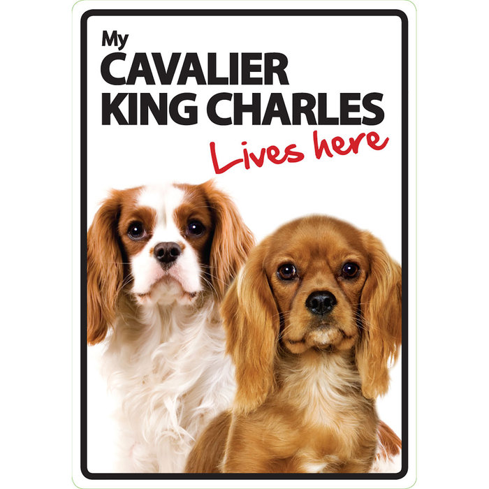 Señal A5 'Cavalier King Charles - Lives Here', 14.8 x 21 cm, MAGNET & STEEL