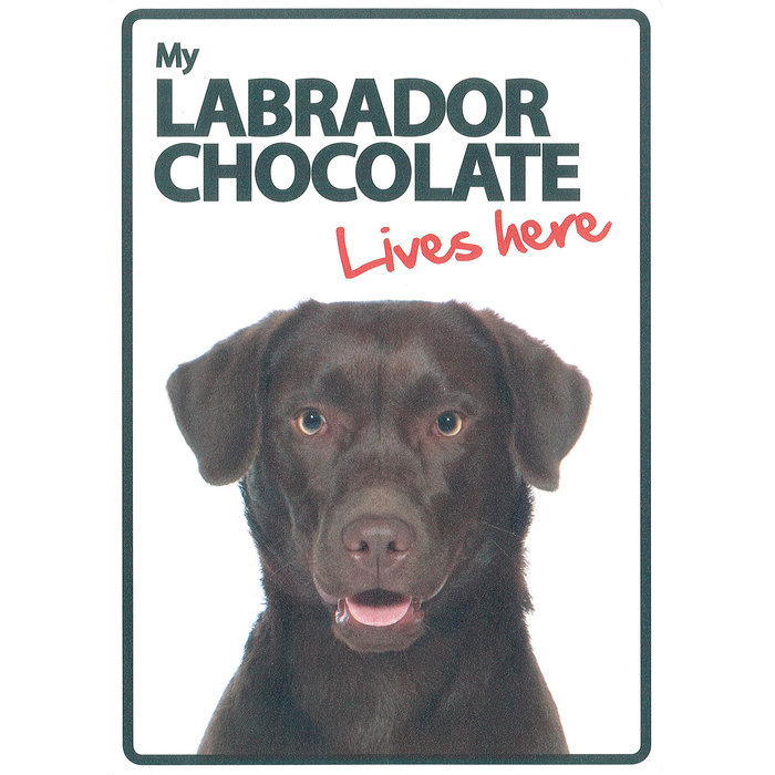Señal A5 'Labrador Chocolate - Lives Here', 14.8 x 21 cm, MAGNET & STEEL