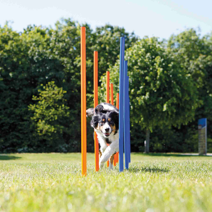 Dog Activity Agility slalom, plastic, ø 3 × 115 cm, blue/orange