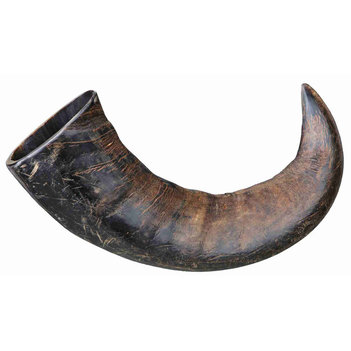 Natural buffalo chewing horn, small