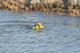 Dog Activity, Poliuretano, Mot-Aqua, 29 cm