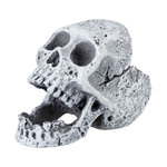6 skulls, 5–6 cm