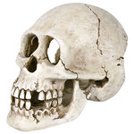 Skull, 15 cm