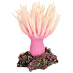 Sea anemone, 11 cm