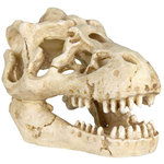 6 skulls, 8–11 cm