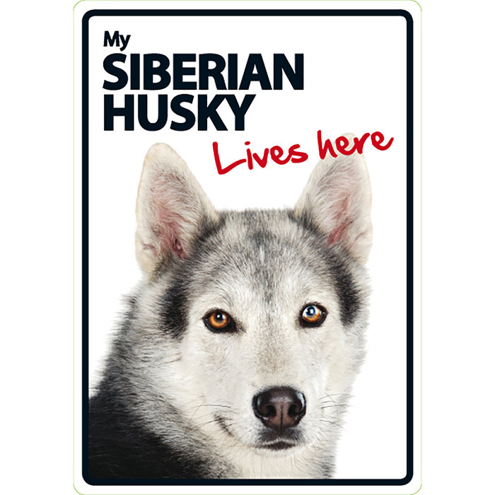 Señal A5 'Siberian Husky - Lives Here', 14.8 x 21 cm, MAGNET & STEEL