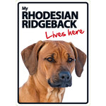 Señal A5 'Rhodesian Ridgeback - Lives Here', 14.8 x 21 cm, MAGNET & STEEL