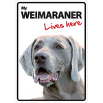 Señal A5 'Weimaraner - Lives Here', 14.8 x 21 cm, MAGNET & STEEL