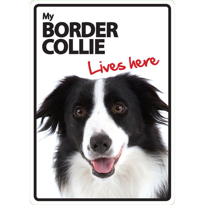 Señal A5 'Border Collie - Lives Here', 14.8 x 21 cm, MAGNET & STEEL