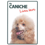 Señal A5 'Caniche - Lives Here', 14.8 x 21 cm, MAGNET & STEEL