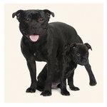 Tarjeta Staffie y Cachorro, 15 x 15 cm, MAGNET & STEEL