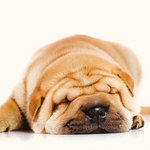 Tarjeta Shar Pei Durmiendo, 15 x 15 cm, MAGNET & STEEL