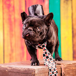 Tarjeta Bulldog Francés con Corbata, 15 x 15 cm, MAGNET & STEEL