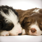 Tarjeta Cachorros Border Collie, 15 x 15 cm, MAGNET & STEEL
