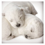 Tarjeta Cachorros Durmiendo, 15 x 15 cm, MAGNET & STEEL