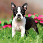 Tarjeta Boston Terrier en el Jardín, 15 x 15 cm, MAGNET & STEEL