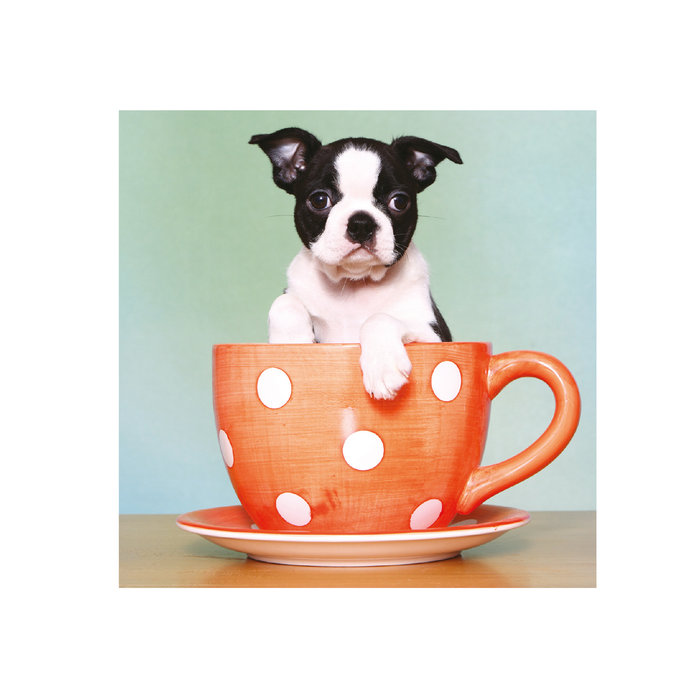 Tarjeta Cachorro Boston Terrier en Taza, 15 x 15 cm, MAGNET & STEEL