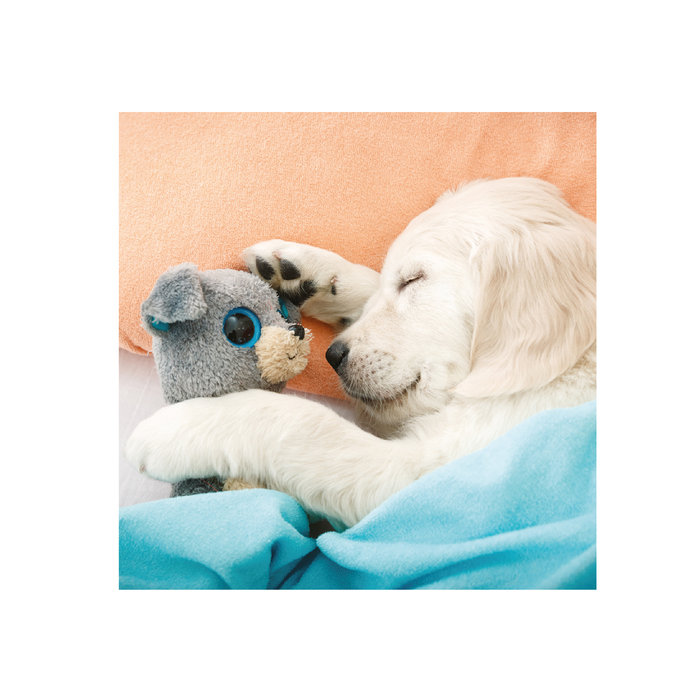 Tarjeta Cachorros con Peluche, 15 x 15 cm, MAGNET & STEEL