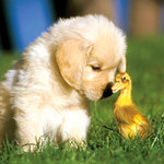 Tarjeta Cachorro Golden y Pato, 15 x 15 cm, MAGNET & STEEL