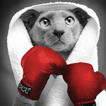 Tarjeta B/N Gato Guantes Boxeo, 15 x 15 cm, MAGNET & STEEL