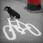 Tarjeta B/N Perro y Bici, 15 x 15 cm, MAGNET & STEEL