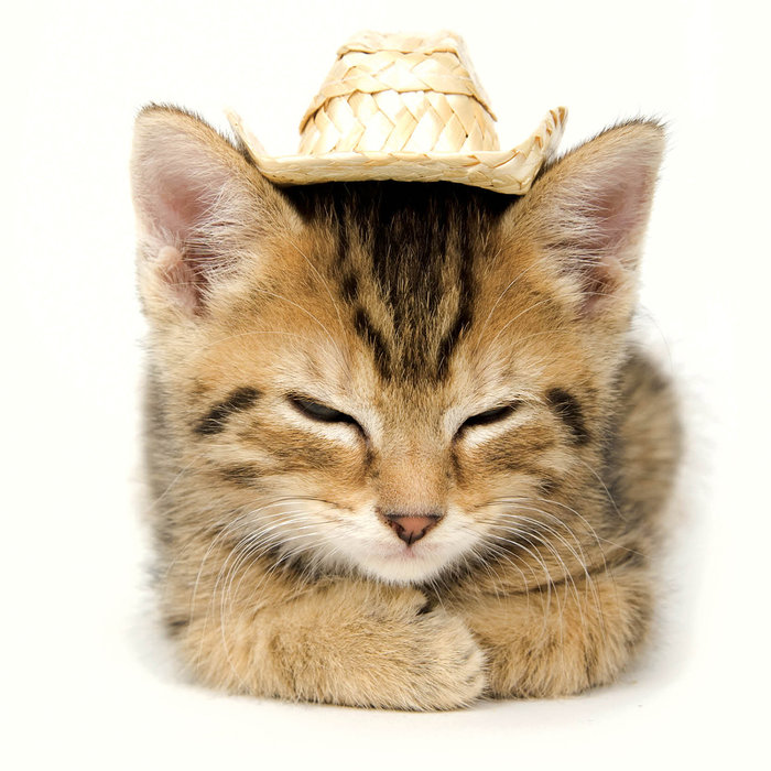 Tarjeta Gatito con Sombrero, 15 x 15 cm, MAGNET & STEEL