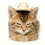 Tarjeta Gatito con Sombrero, 15 x 15 cm, MAGNET & STEEL