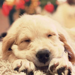 Tarjeta Golden Retriever Durmiendo, 15 x 15 cm, MAGNET & STEEL