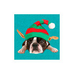 Tarjeta Bulldog Francés con Gorro, 15 x 15 cm, MAGNET & STEEL