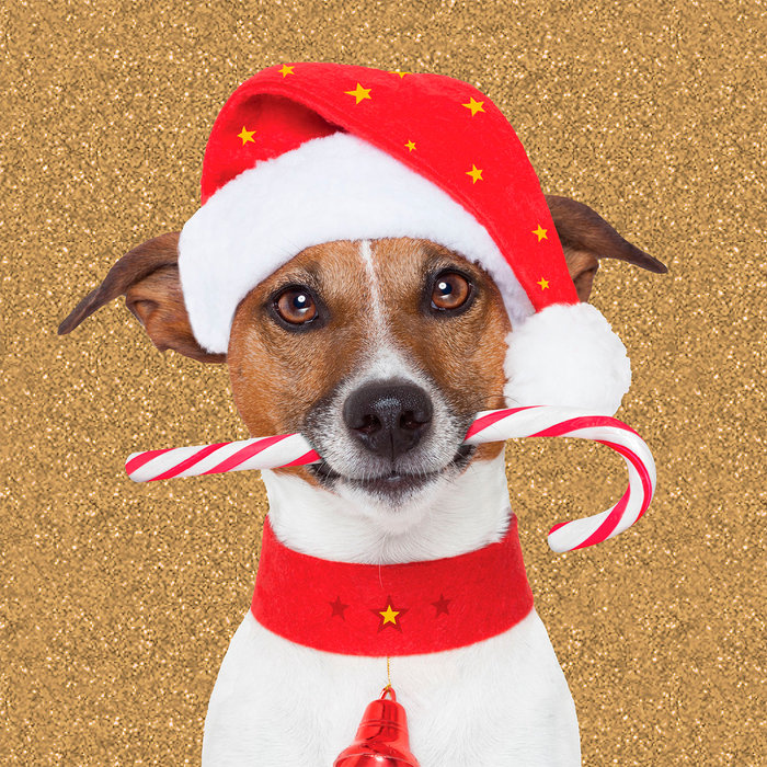 Tarjeta Jack Russel con Caramelo, 15 x 15 cm, MAGNET & STEEL