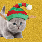 Tarjeta Gatito gris con Gorro, 15 x 15 cm, MAGNET & STEEL