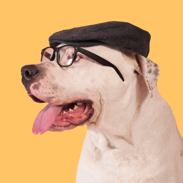 Tarjeta Fashion Perro con Gorro y Gafas, 15 x 15 cm, MAGNET & STEEL