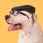 Tarjeta Fashion Perro con Gorro y Gafas, 15 x 15 cm, MAGNET & STEEL