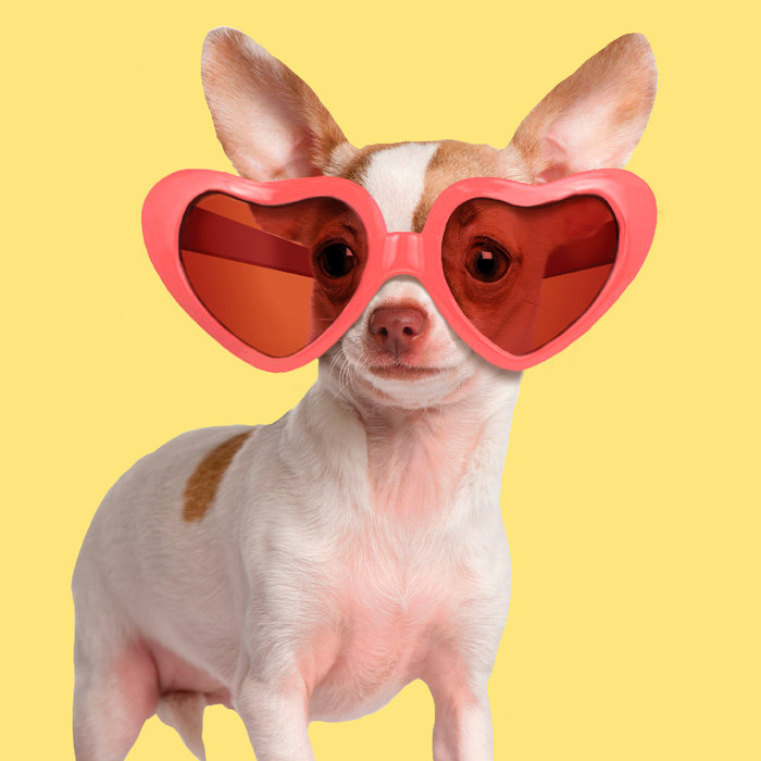 Tarjeta Fashion Chihuahua con Gafas de Sol, 15 x 15 cm, MAGNET & STEEL