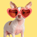 Tarjeta Fashion Chihuahua con Gafas de Sol, 15 x 15 cm, MAGNET & STEEL
