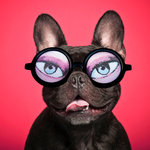 Tarjeta Fashion Bulldog con Gafas de Sol, 15 x 15 cm, MAGNET & STEEL