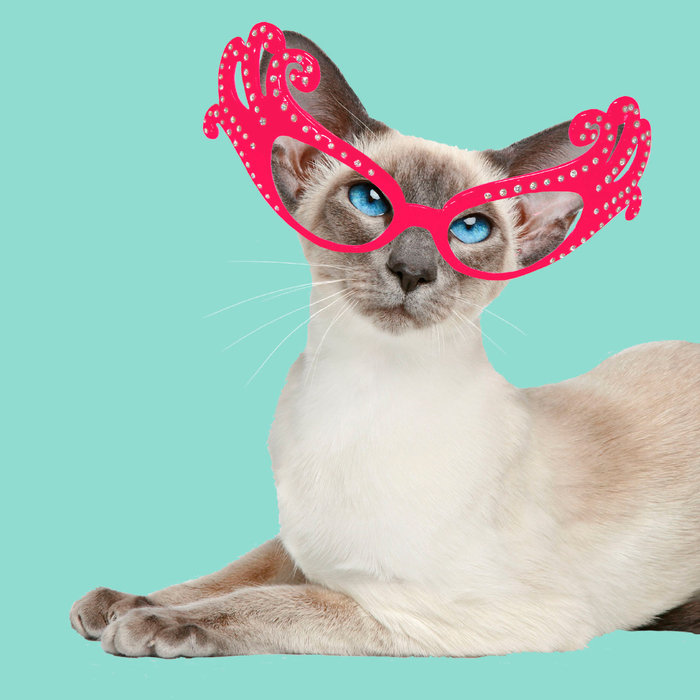 Tarjeta Fashion Gato Siamés con Gafas, 15 x 15 cm, MAGNET & STEEL