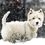 Tarjeta Westie en la Nieve, 15 x 15 cm, MAGNET & STEEL