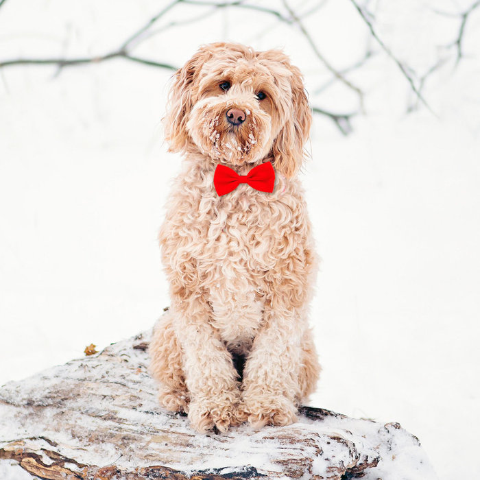 Tarjeta Labradoodle con Pajarita, 15 x 15 cm, MAGNET & STEEL