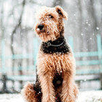 Tarjeta Airedale Terrier en la Nieve, 15 x 15 cm, MAGNET & STEEL