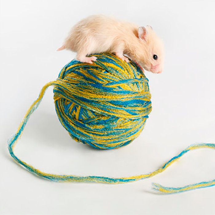 Tarjeta Hámster con Cordel, 15 x 15 cm, MAGNET & STEEL