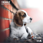 Calendario Beagle Traditional