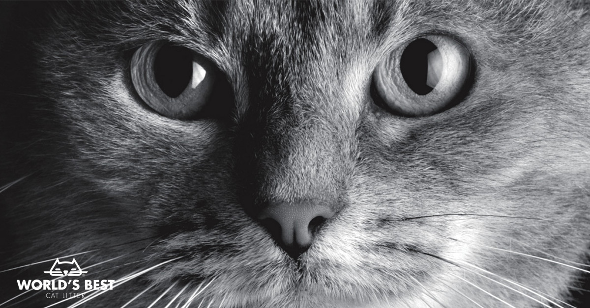 Leer mensaje completo: World’s Best Cat Litter y Grupo Trixder refuerzan el buen estado de forma del sector en España