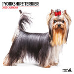 Calendario Yorkshire Terrier Modern, 16 meses, 30,5 x 30,5 cm