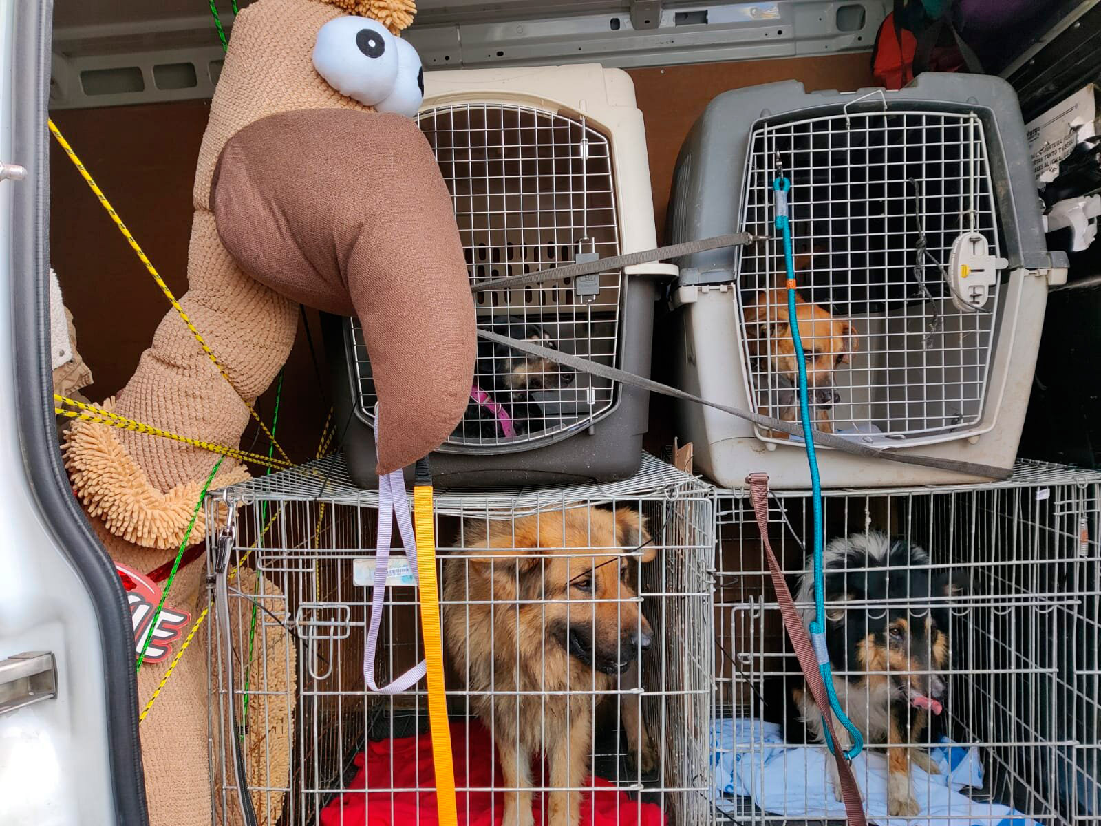 Leer más: Grupo Trixder dona productos Josera y Trixie para los perros de los refugiados ucranianos a través de Fundación Mascoteros