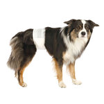Pañales para Perros Macho, XS
