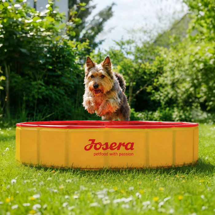 Piscina Perro