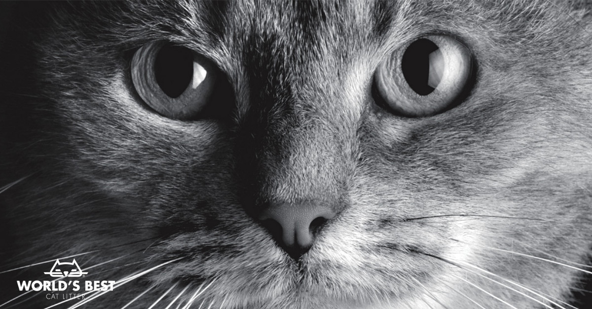Arenas Aglomerantes Naturales de la línea Súper Premium, World’s Best Cat Litter